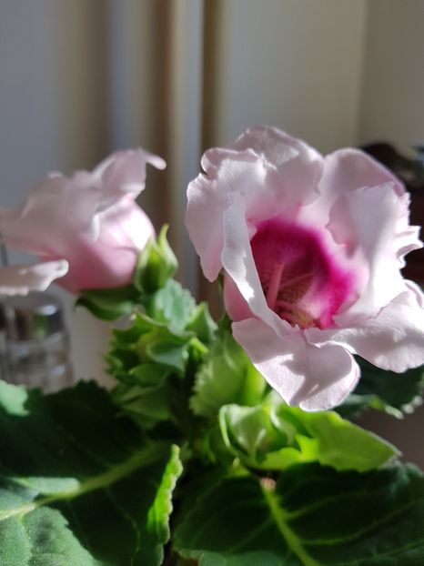 Gloxinia mai - Gloxini 2012-2025