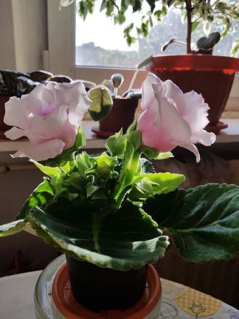 Gloxinia mai 07 - Gloxini 2012-2025