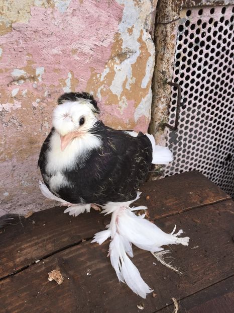 Pui pag 2018 - Pui 2018