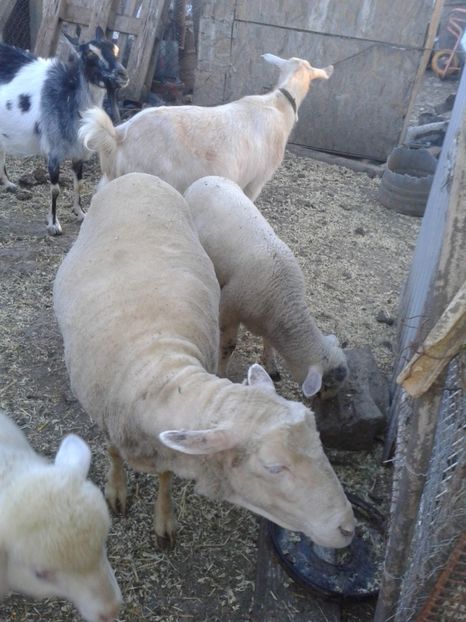 Fotografie0003 - D---1 oaia lola