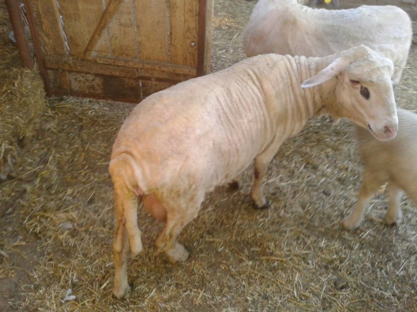 Fotografie0005 - D --- 2 oile kiki si riki