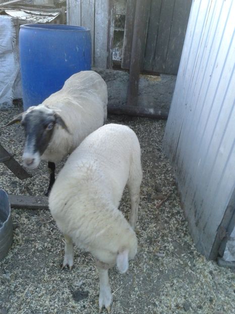 Fotografie0012 - D --- 2 oile kiki si riki