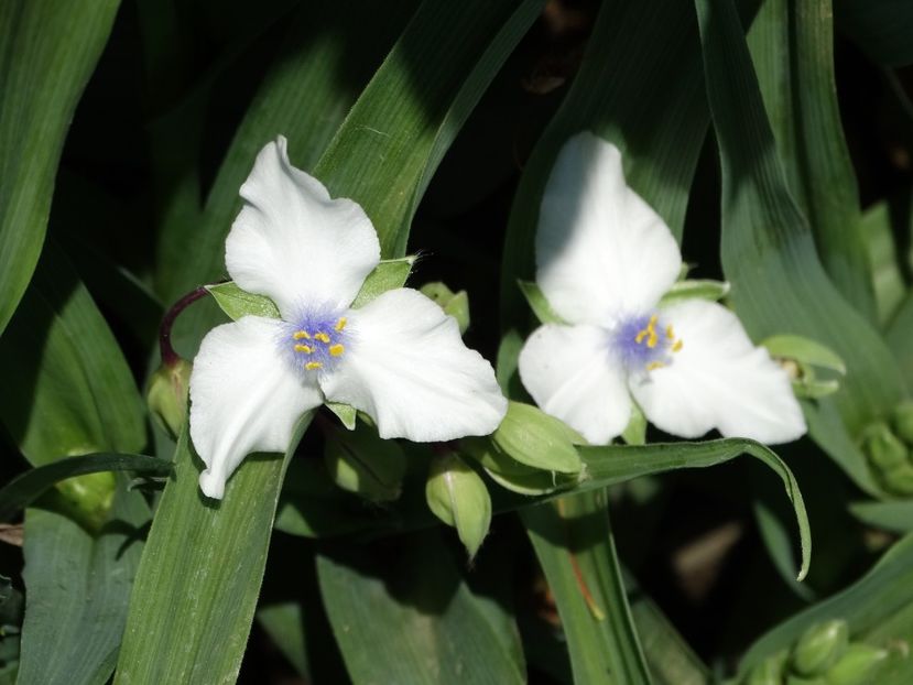  - Plante in gradina 2018