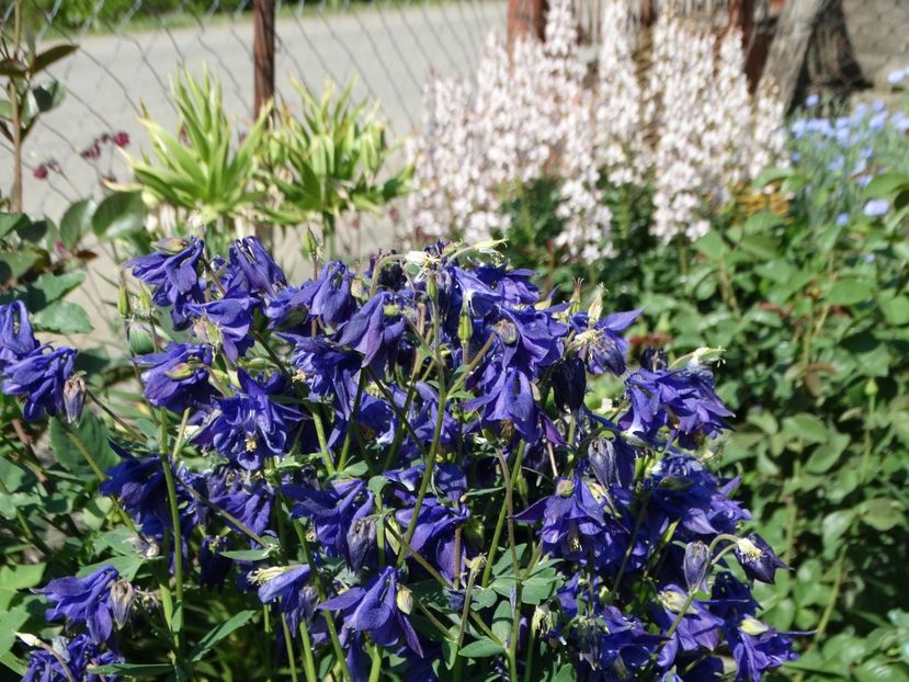  - Plante in gradina 2018