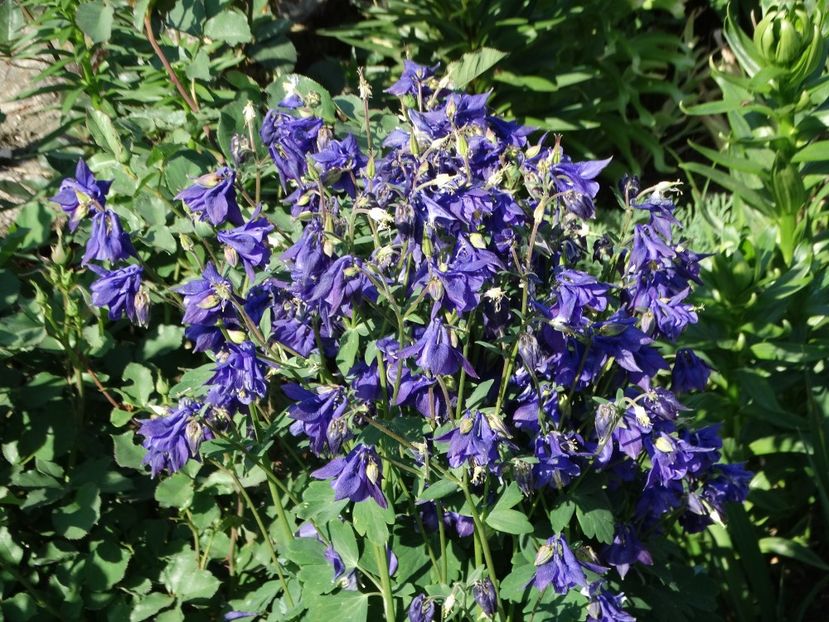  - Plante in gradina 2018