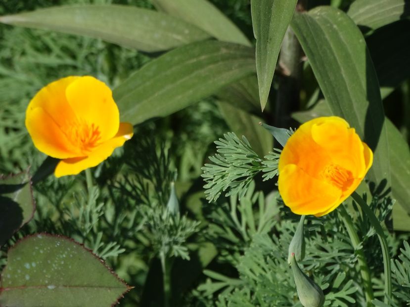  - Plante in gradina 2018
