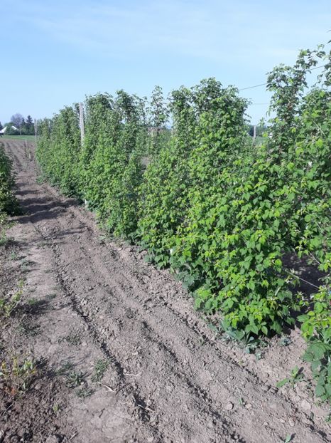 BLACK JEWEL - ZMEURA NEAGRA-BLACK JEWEL