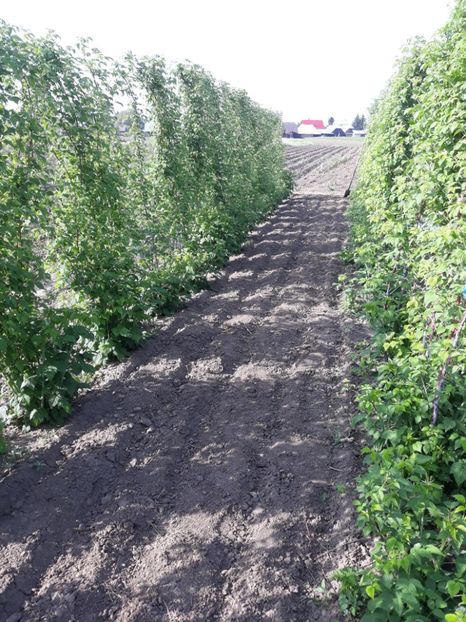 BLACK JEWEL - ZMEURA NEAGRA-BLACK JEWEL