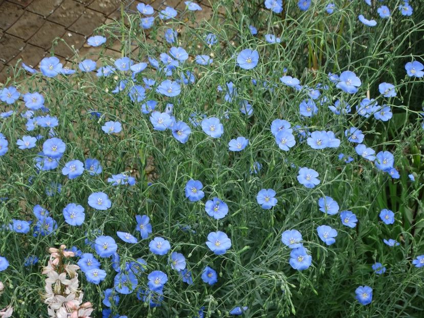  - Plante in gradina 2018