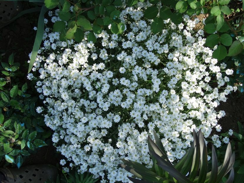  - Plante in gradina 2018