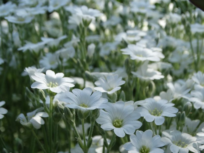  - Plante in gradina 2018