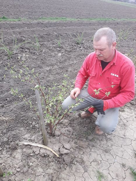 28 aprilie 2018 - LONICERA afine siberiene