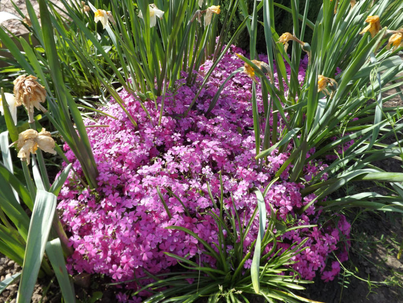 Phlox pitic - Perene 2018