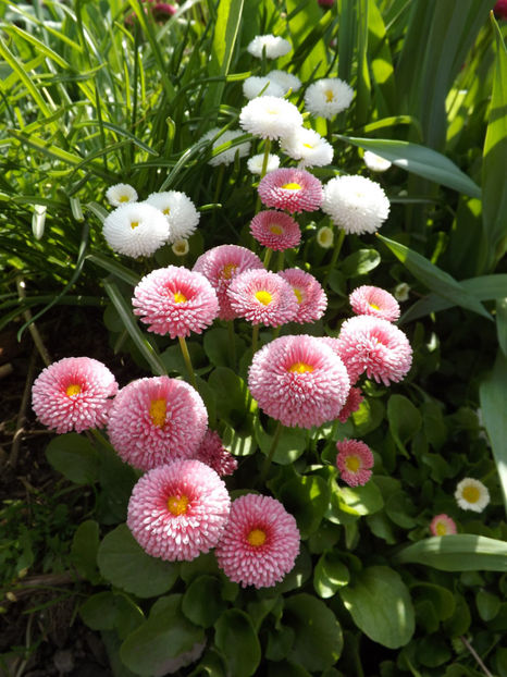 Banutei - Perene 2018