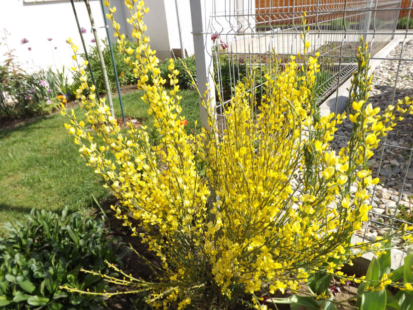  - Cytisus praecox