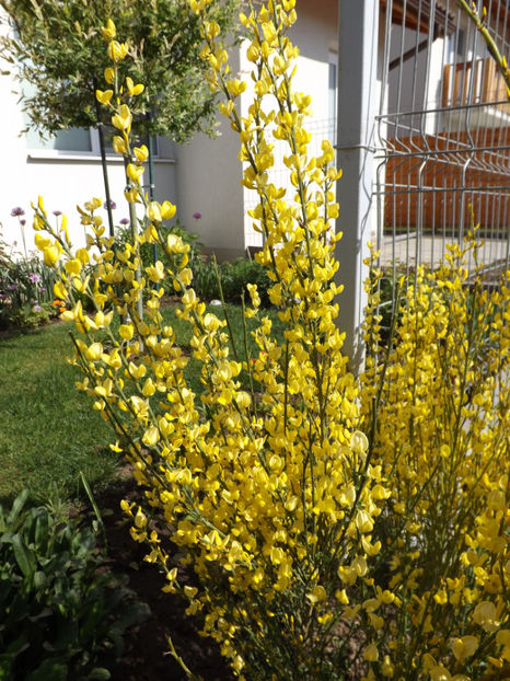  - Cytisus praecox