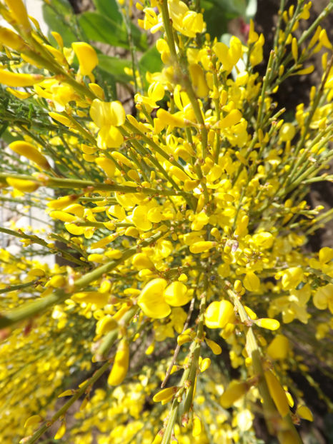  - Cytisus praecox