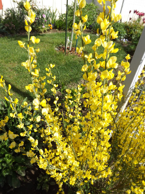  - Cytisus praecox