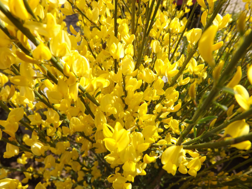  - Cytisus praecox