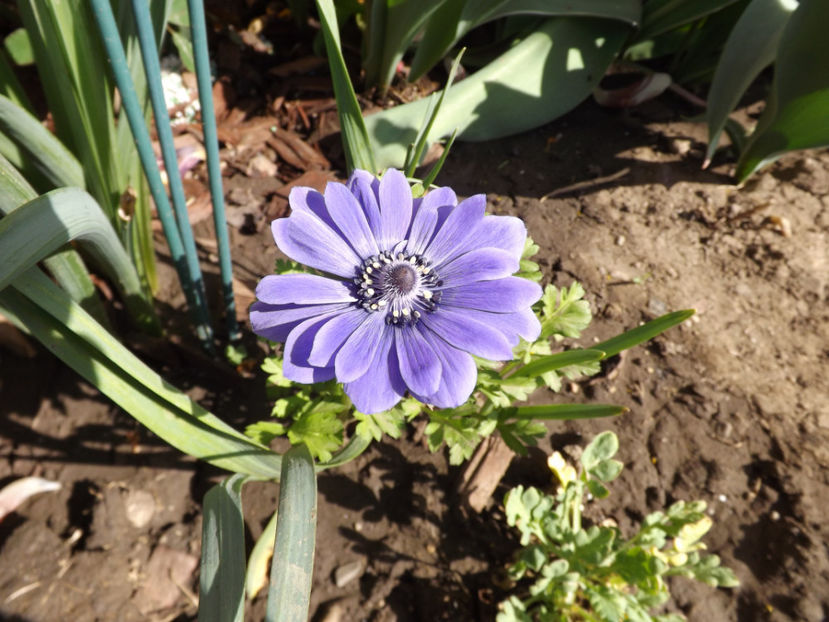 Anemone - Perene 2018