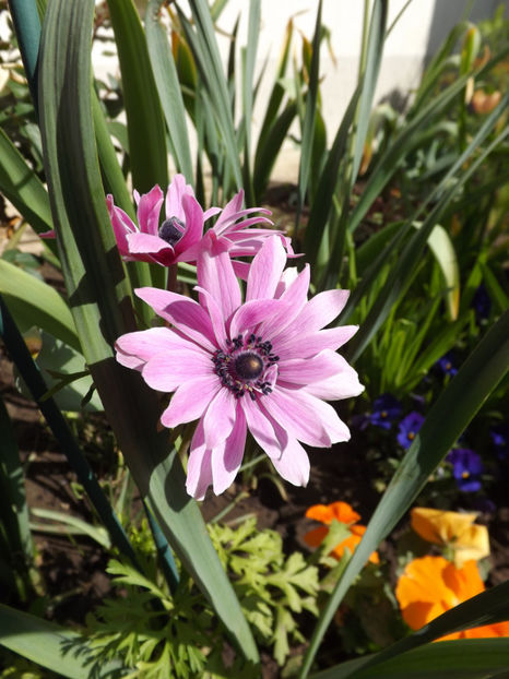 Anemone - Perene 2018