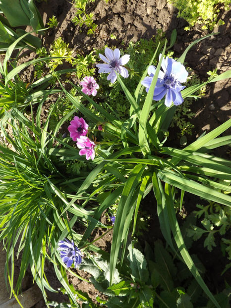 Anemone - Perene 2018