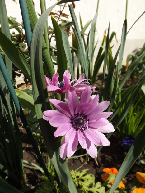 Anemone - Perene 2018