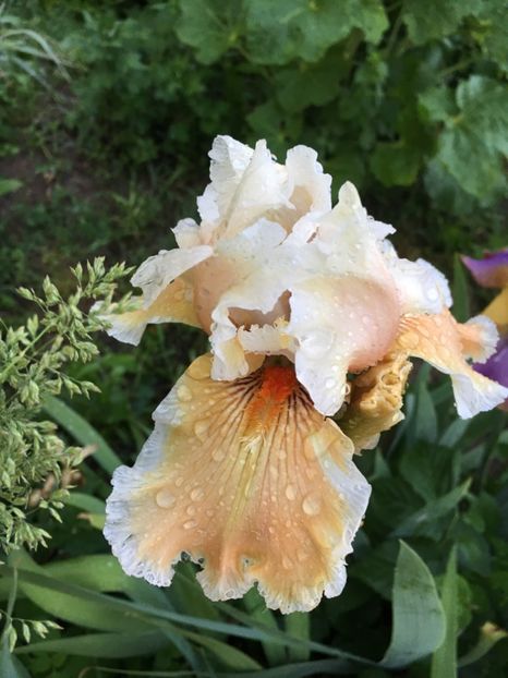 F4717961-DE1B-487A-8B34-D24C98DC5326 - Iriși 2018