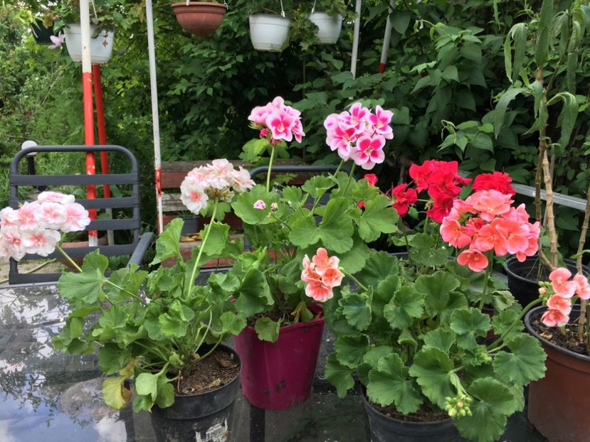 CC526194-EDC0-48D4-9907-7DA51FDE8F33 - Muscate Calliope