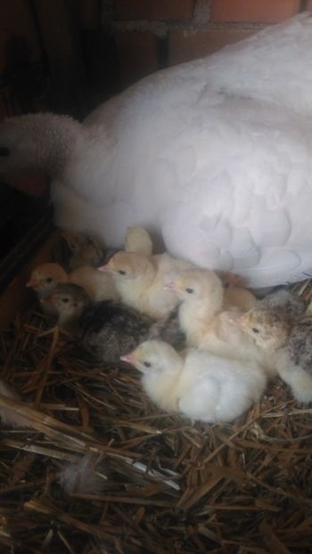 Momentul mult asteptat !! - Puiuti de curca 18 !