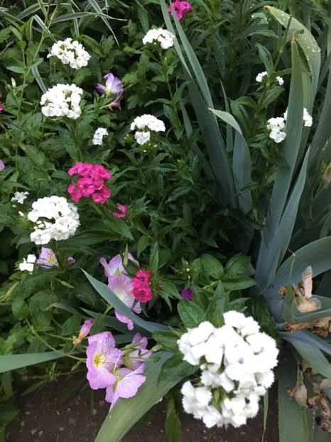 5453A1CF-FF65-40B9-AFA1-2665D86128D7 - Flori la balta 2018