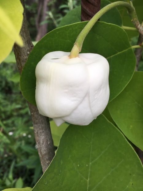 Magnolie de vara - Arbuști 2018