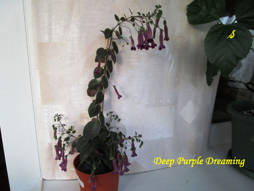 Deep Purple Dreaming(9-05-2018) - Sinningii 2018