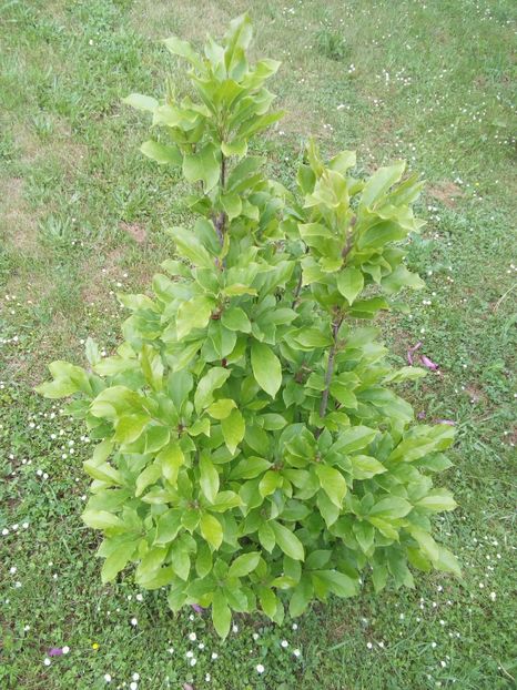  - AAAAA_MAGNOLIA SUSAN 2015_2017_2018_2019_2020_2024_2025