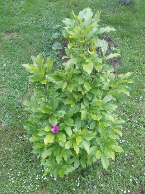  - AAAAA_MAGNOLIA SUSAN 2015_2017_2018_2019_2020_2024_2025