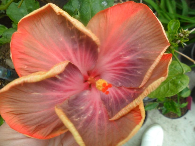 Tahitian Purple Riple - hibiscusi 2018 1