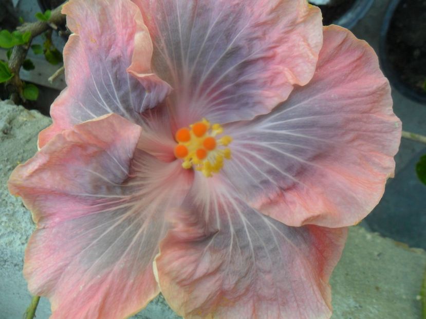 Barry SCHLUETER - hibiscusi 2018 1