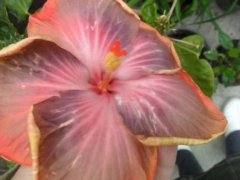  - Tahitian Purple Riple