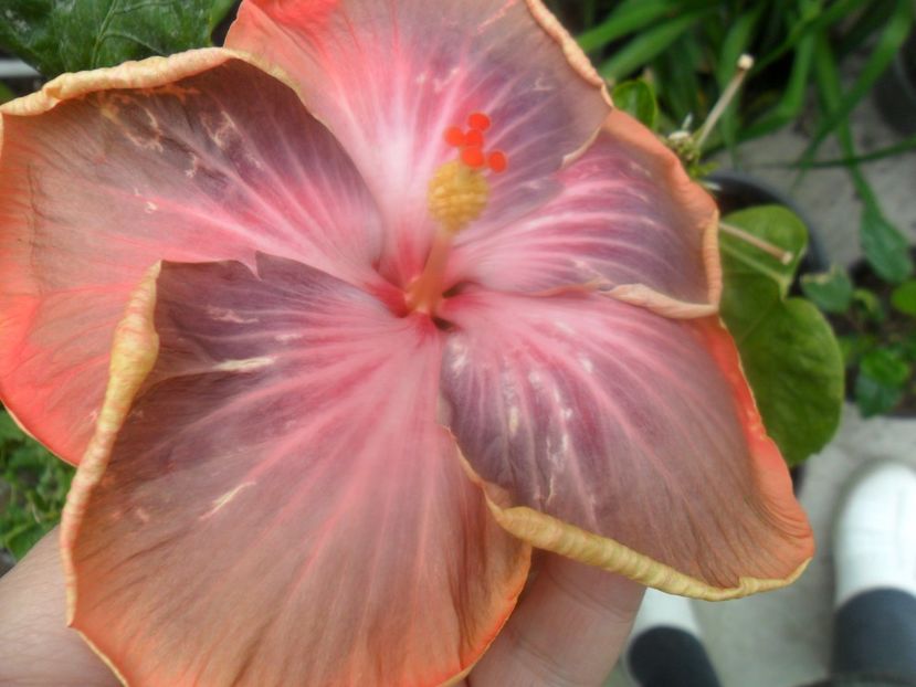  - Tahitian Purple Riple