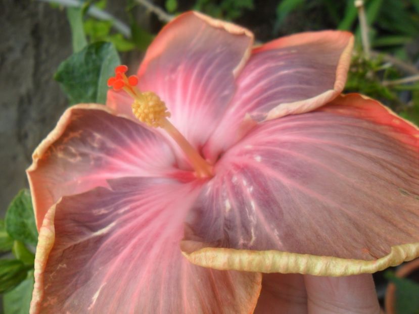  - Tahitian Purple Riple