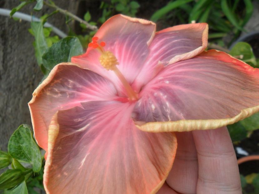  - Tahitian Purple Riple