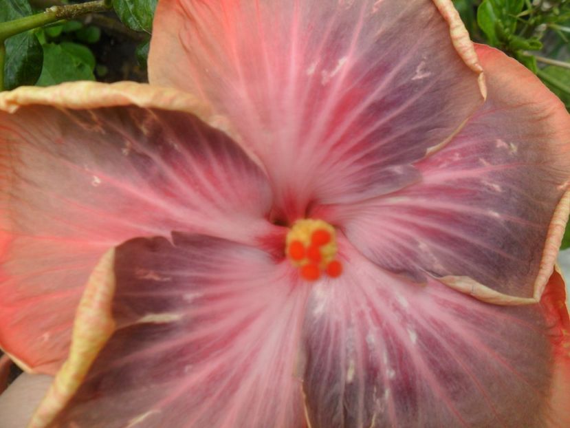  - Tahitian Purple Riple