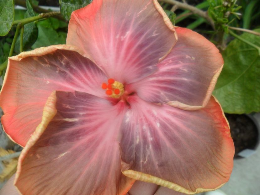  - Tahitian Purple Riple