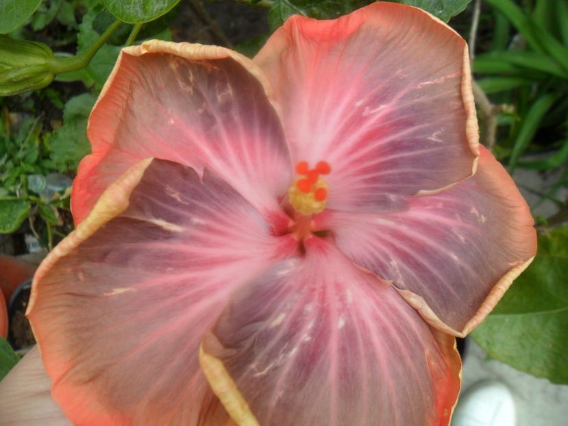  - Tahitian Purple Riple