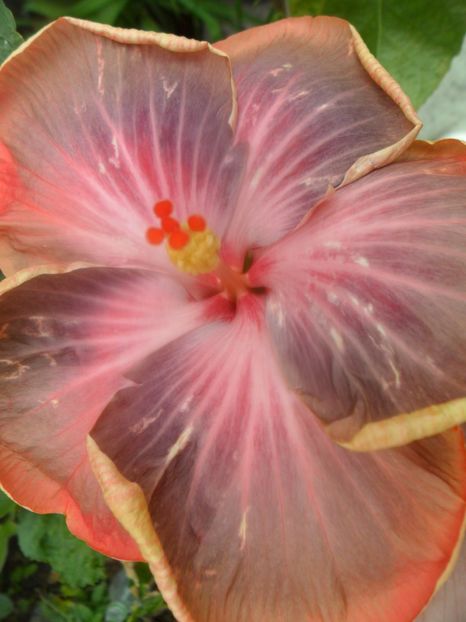 - Tahitian Purple Riple