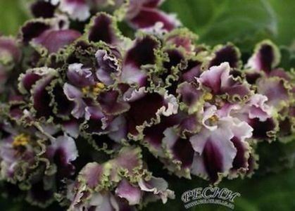 Rs gercoginia liuks - violete
