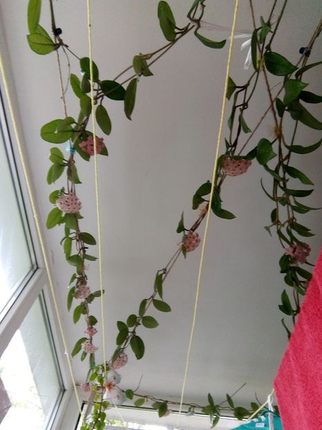 hoya carnosa - 2018