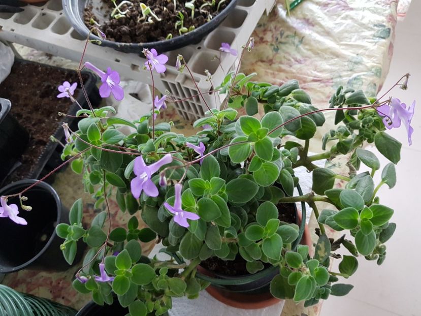 Streptocarpela - streptocarpus