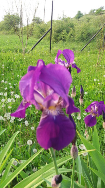 Iris - Primavara 2018