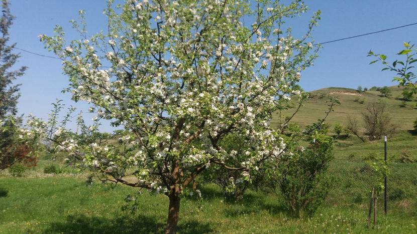 Mar Idared - Primavara 2018